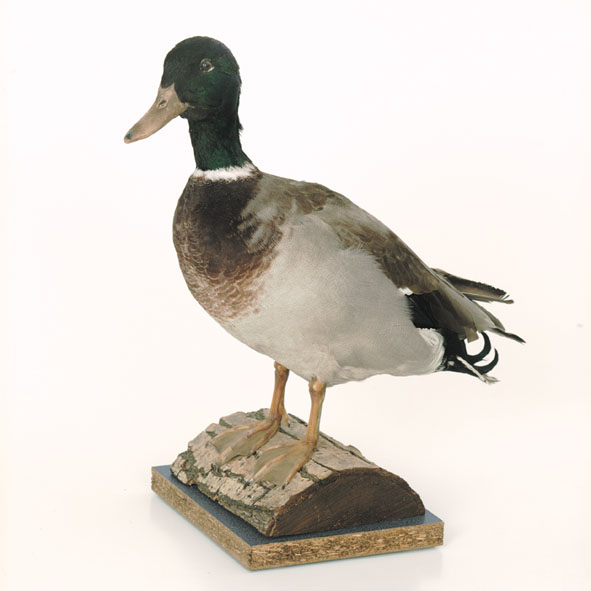 Complete preparation: Mallard