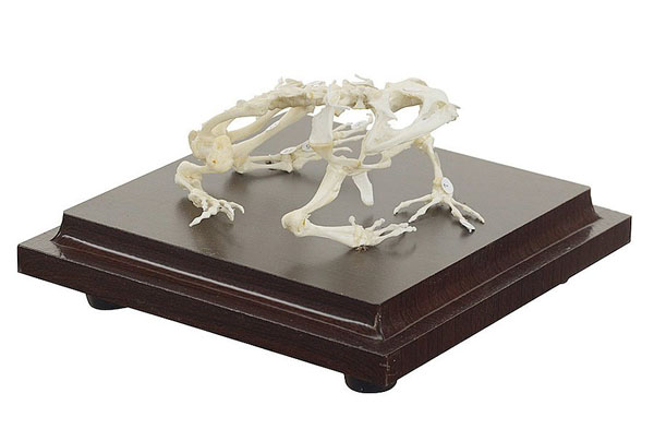 Real Frog Skeleton
