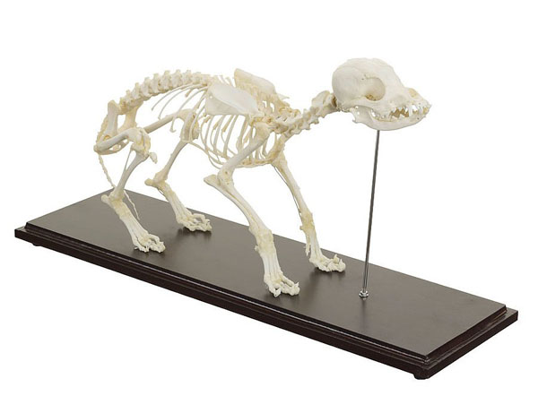 Real Dog Skeleton