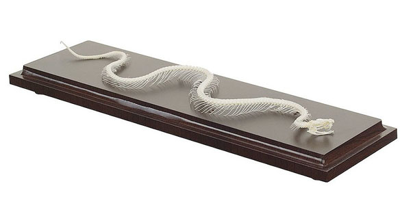 Real Snake Skeleton
