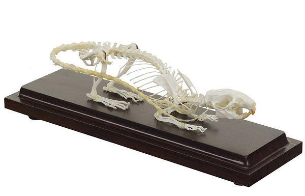 Real Rat Skeleton
