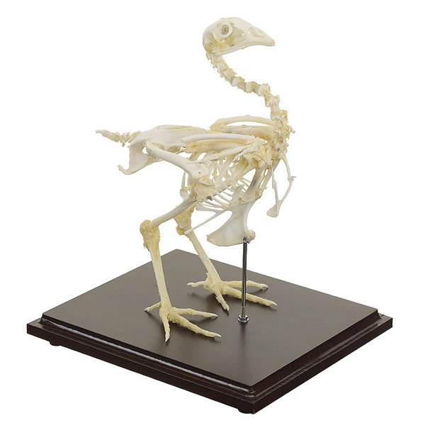 Real Chicken Skeleton