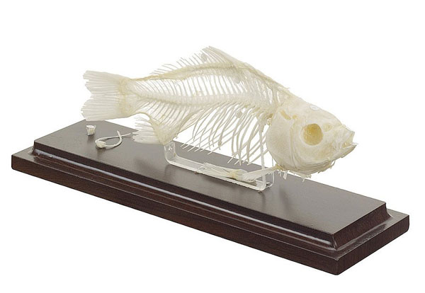 Real Fish Skeleton