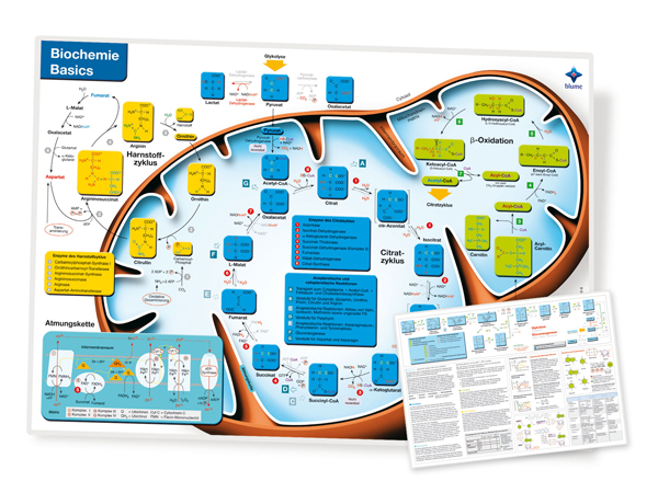 Biochemistry Basics II Poster