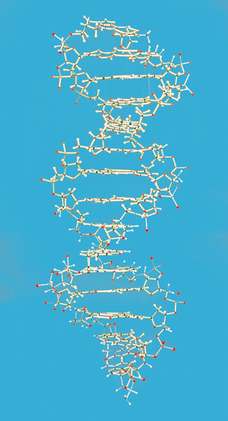 DNA model