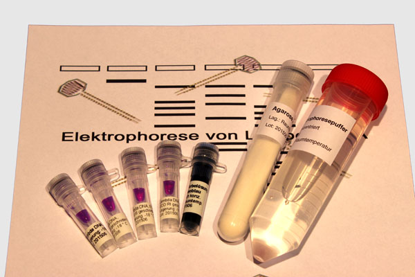 DNA kit electrophoresis of lambda DNA