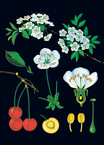 Wall chart: Cherry