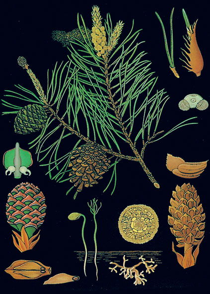 Wall chart: Pine