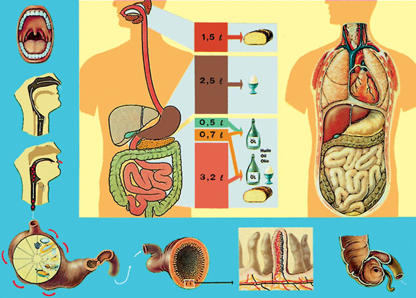 Chart: Digestive System