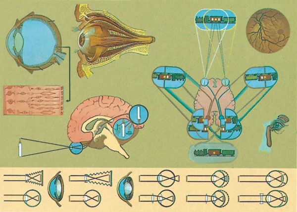 Chart: The Eye and its Functions 170 cm