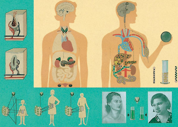 Chart: Hormone - agents in the body