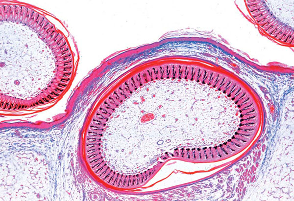 Histology of Vertebrata excluding Mammalia