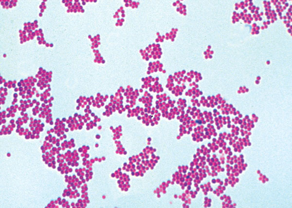 Pathogenic Bacteria