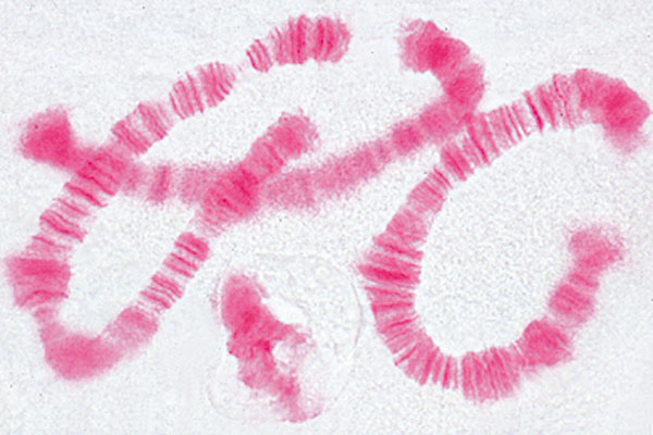 MP: Mitosis und Meiosis Set I