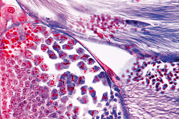 MP: Mitosis und Meiosis Set II