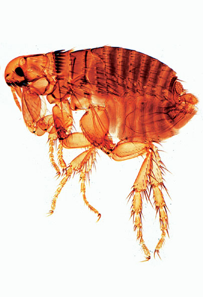 General Parasitology, Short Set