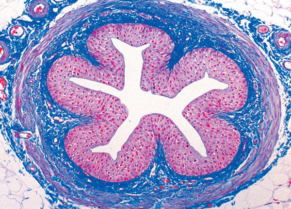 Normal Human Histology, Basic Set