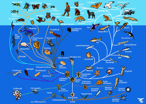 Genealogical tree of the animal world