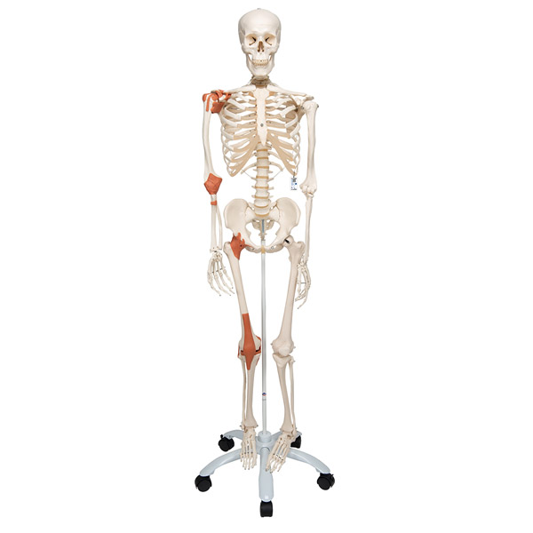 MOD: Human Skeleton, Ligaments