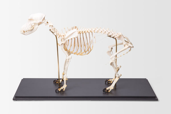 Dog skeleton, size M