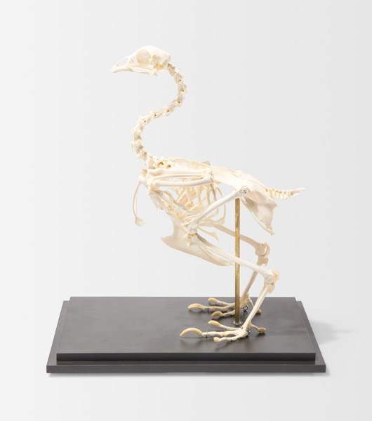 Chicken skeleton, prepared