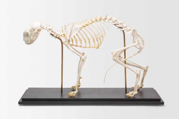 Cat skeleton, prepared