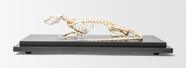 Rat skeleton, preparation