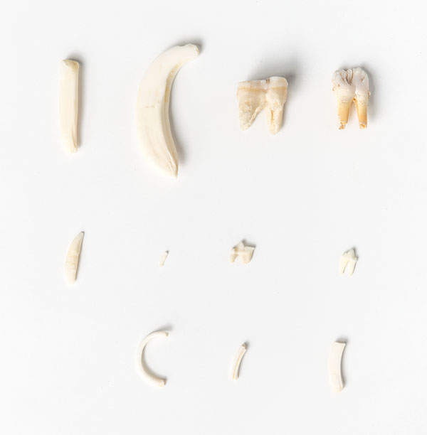 Tooth types, mammals