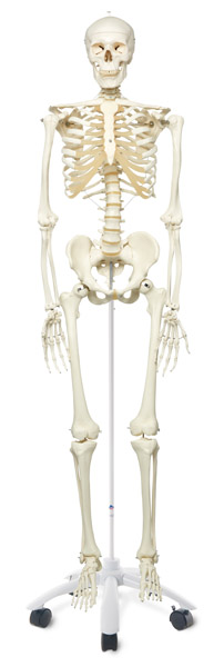 MOD: Standard skeleton