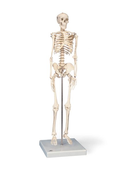 MOD: Mini Skeleton "Shorty" on hanging stand