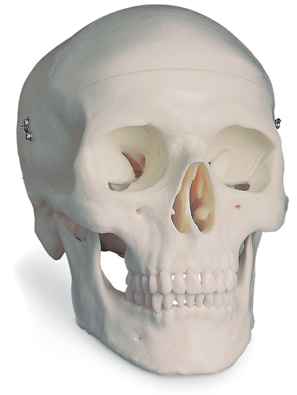 MOD: Human Skull, 3 parts