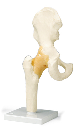 MOD: Functional Hip Joint