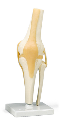 MOD: Functional Knee Joint