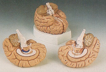 MOD: Introductory Brain, Model, 2- parts