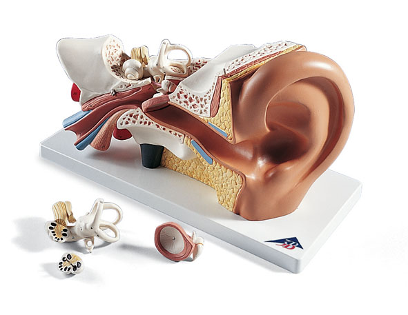 MOD: Left standard ear, 3 times life-size, 4