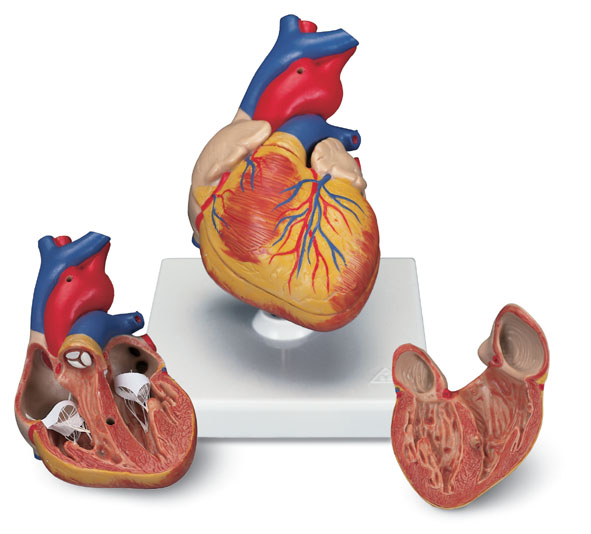 MOD: Human Heart, 2 parts