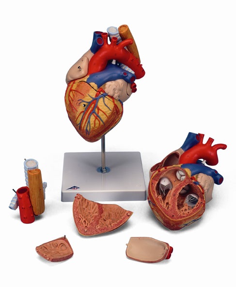 MOD: Heart with Oesophagus and Trachea, 2 times life-size, 5-part