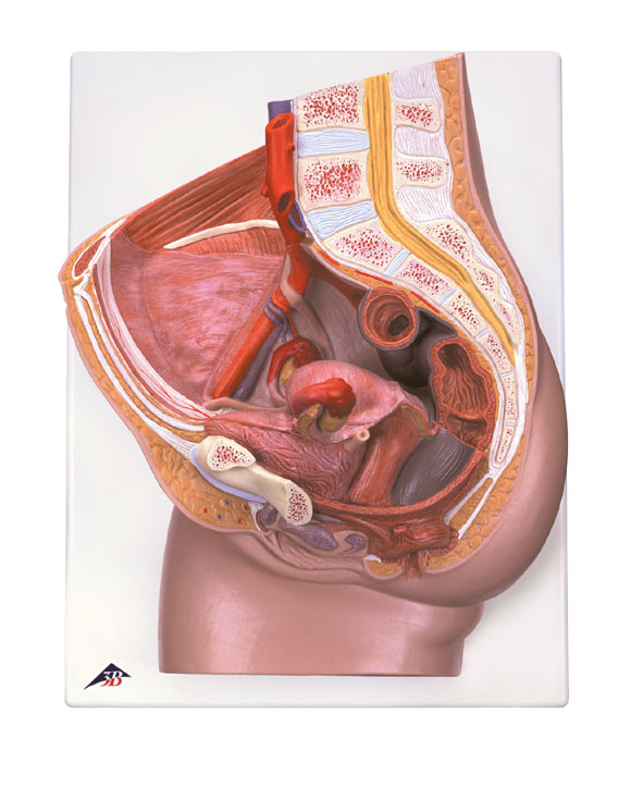 MOD: Female Reproductive Organs Model, 2 parts