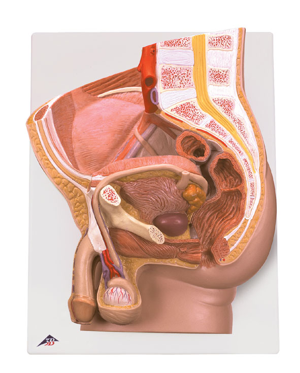 MOD: Male Reproductive Organs Model, 2 parts