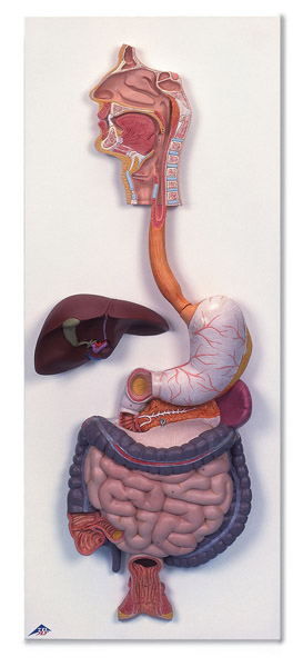MOD: Digestive System, 3-part