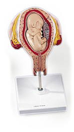 MOD: 5th Month Foetus, breech position