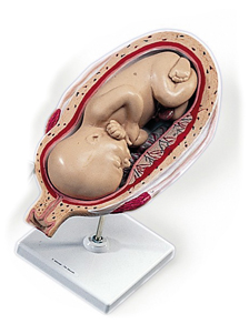 MOD: 7th Month Foetus