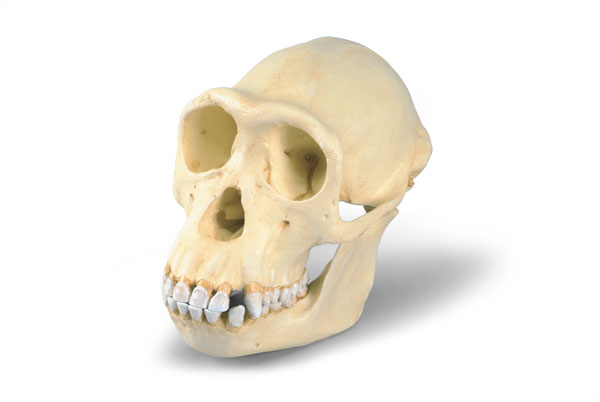 MOD: Chimpanzee Skull