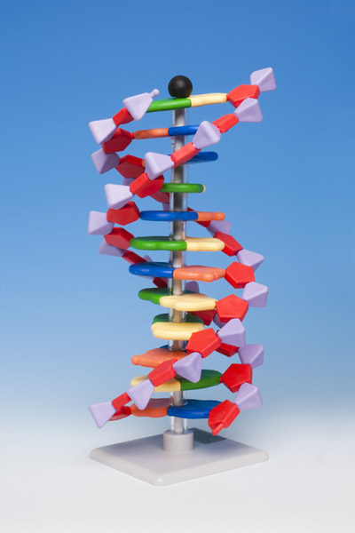 DNA, 12 layer molecule model kit