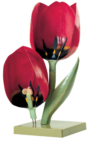 MOD: Garden tulip, flower