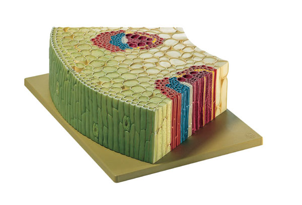 Cross-Section through the peripheral section of a stem (Caulis)