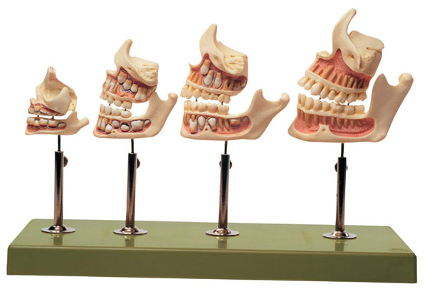 Development of a Set of Teeth