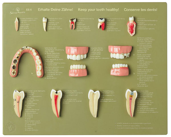 Display case "Keep your teeth healthy."