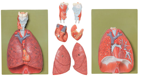 Lungs with Heart, Diaphragm and Larynx