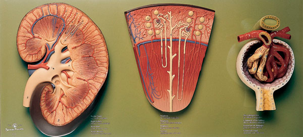 Kidney, nephron and glomerulus